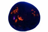 Polished Yooperlite Pebble - Highly Fluorescent! #177463-1